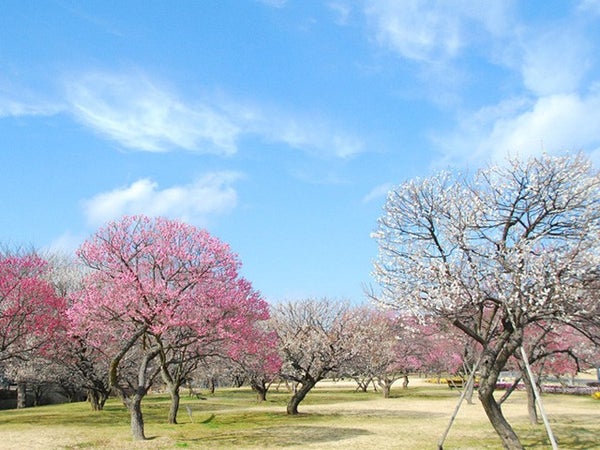 ■【茨城】茨城うめぇ~旅!?日本三名園 偕楽園「水戸の梅まつり」×筑波山梅林「筑波山梅まつり」&新登場!「梅香膳」の昼食&空中散歩!開業60周年!筑波山ロープウェイ★2